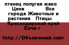 птенец попугая жако  › Цена ­ 60 000 - Все города Животные и растения » Птицы   . Краснодарский край,Сочи г.